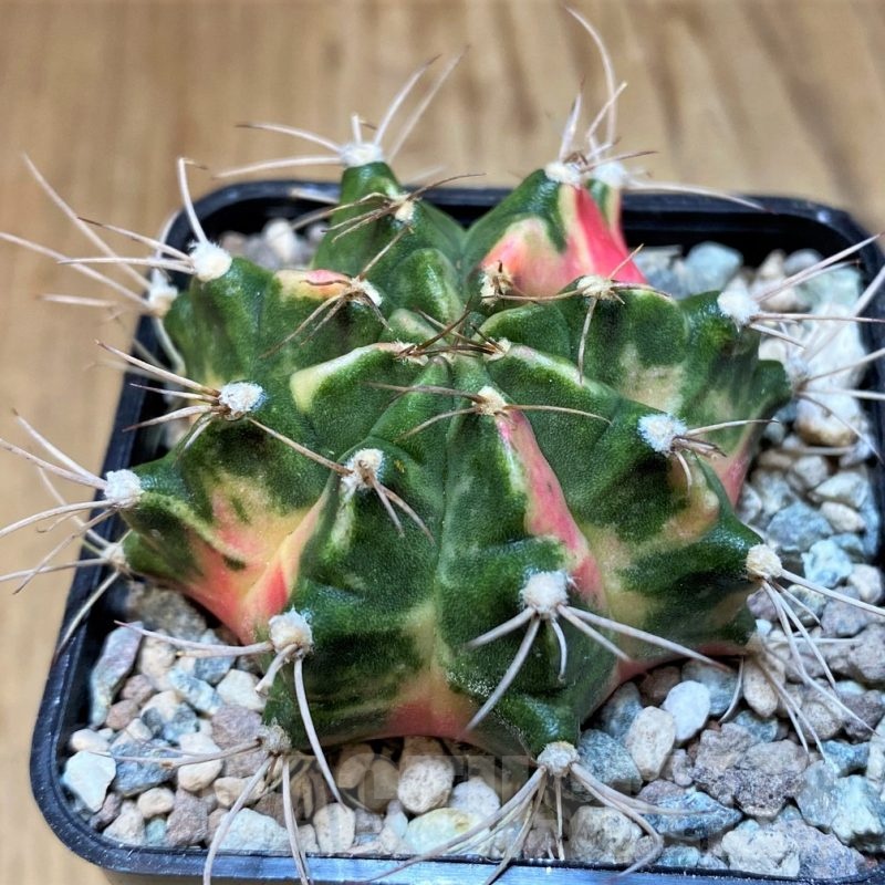 SH23595 Gymnocalycium mihanovichii ‘Lover'