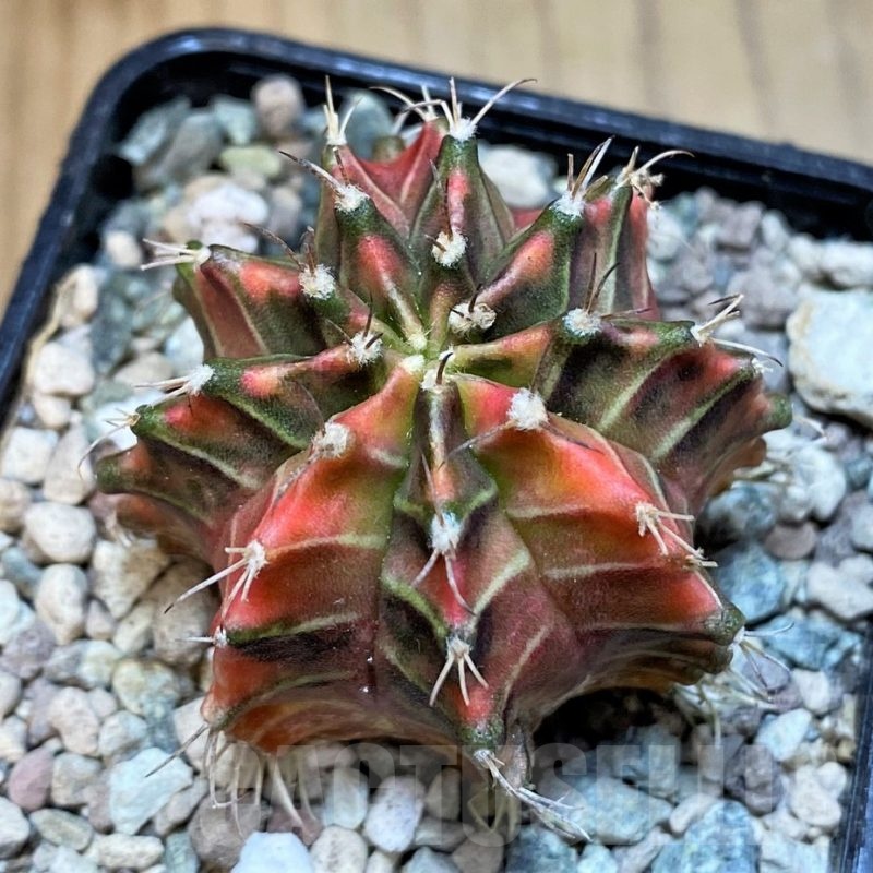 SH23597 Gymnocalycium mihanovichii 'Gussarari'