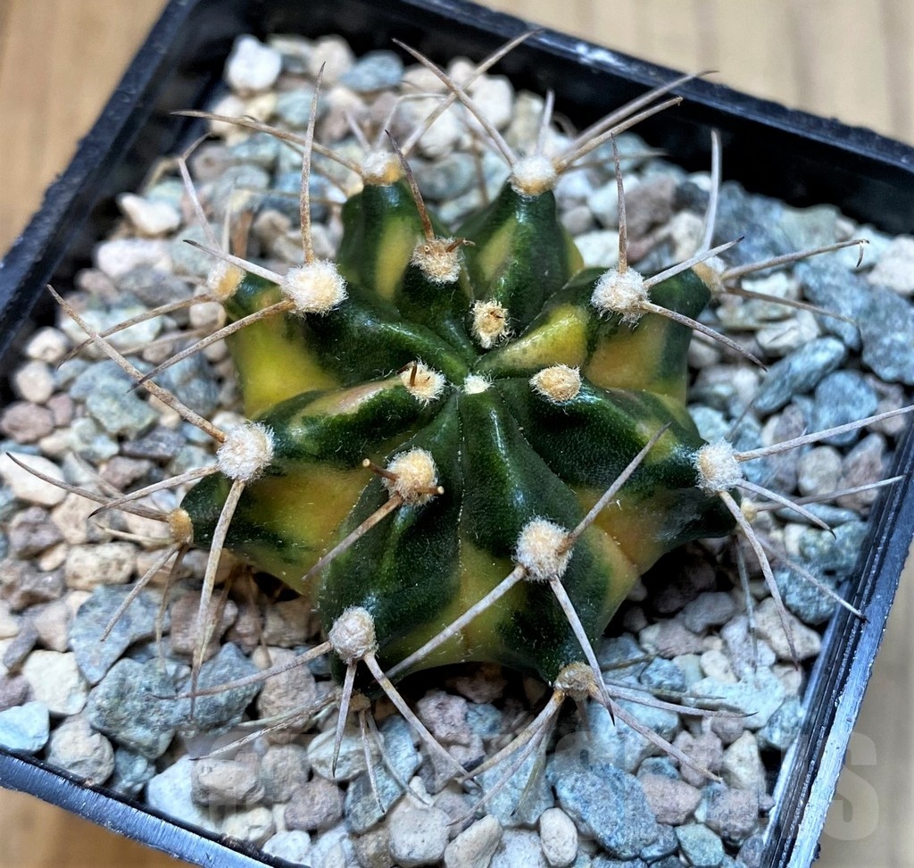 SH23598 Gymnocalycium mihanovichii ‘Black Crown’ - Imagen 2