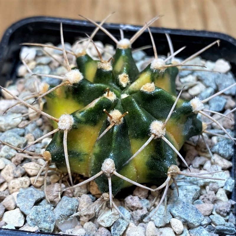 SH23598 Gymnocalycium mihanovichii ‘Black Crown’