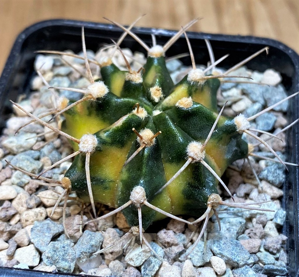 SH23598 Gymnocalycium mihanovichii ‘Black Crown’
