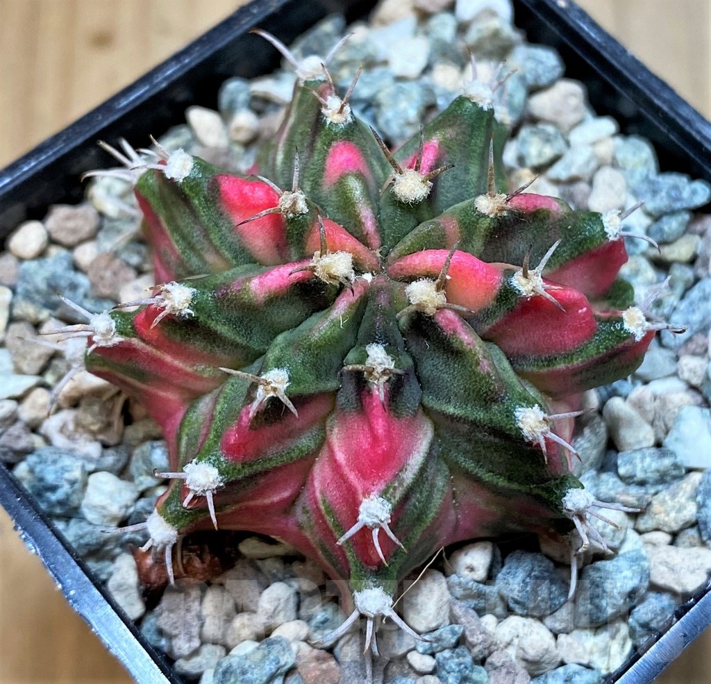 SH23599 Gymnocalycium mihanovichii P3