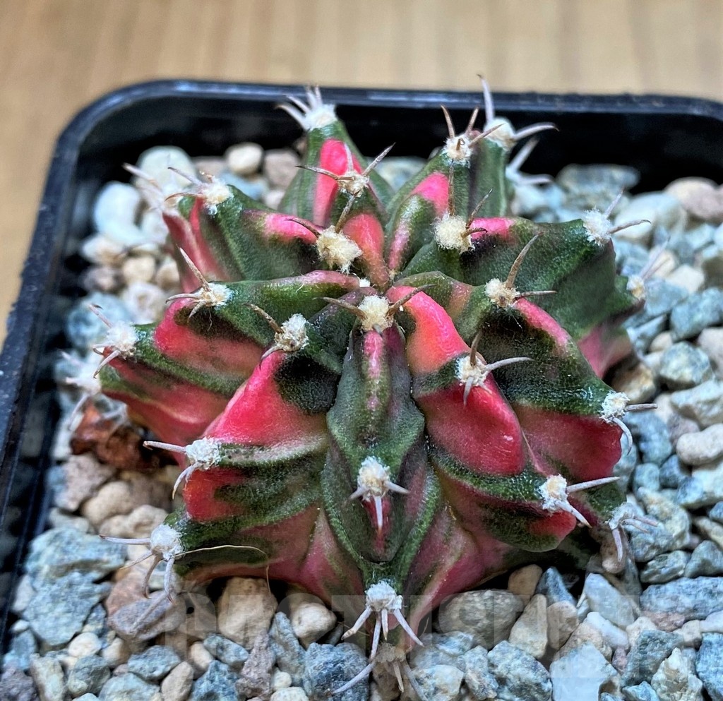 SH23599 Gymnocalycium mihanovichii P3 - Obrázek 2