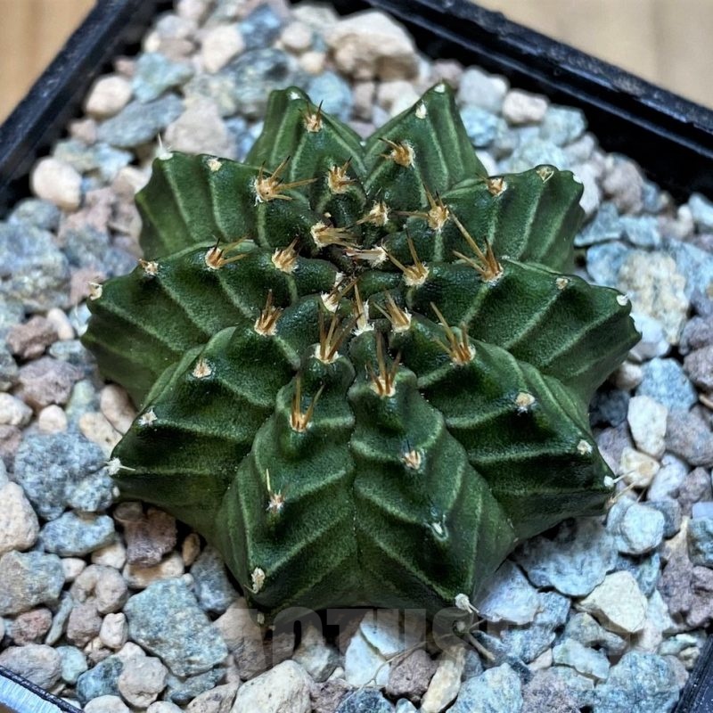 SH23600 Gymnocalycium mihanovichii 'Ravana'