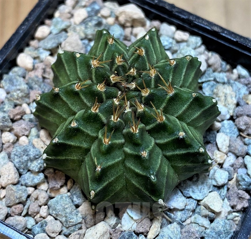 SH23600 Gymnocalycium mihanovichii 'Ravana'