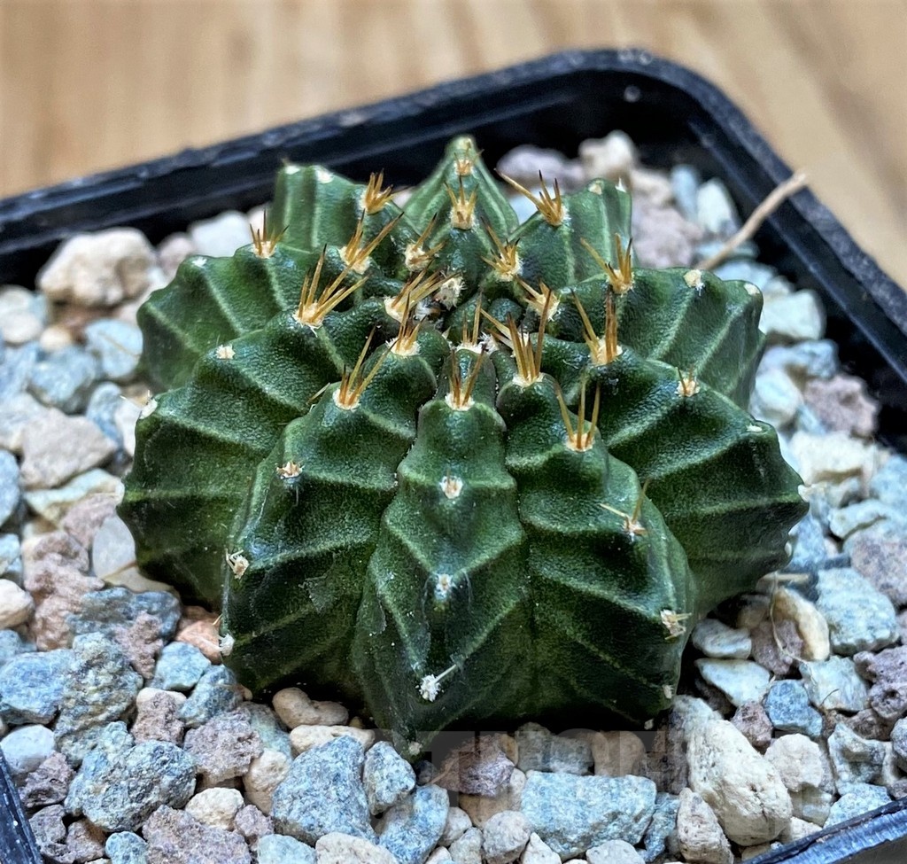 SH23600 Gymnocalycium mihanovichii 'Ravana' - Obrázek 2