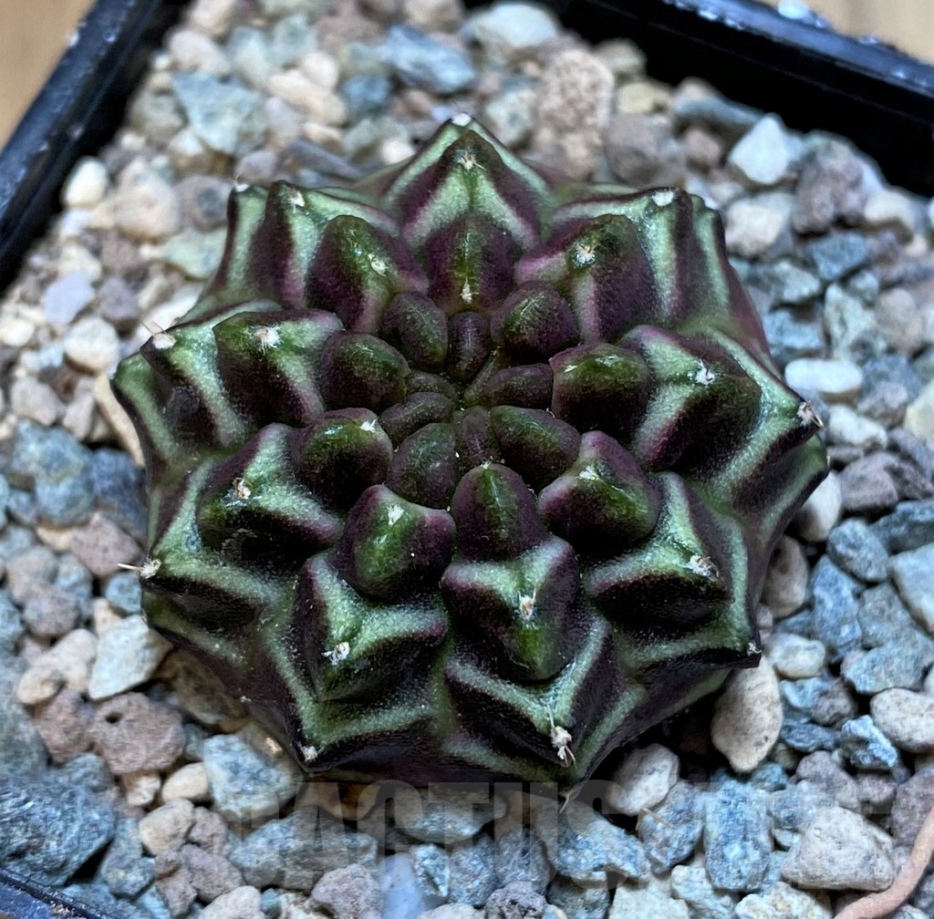 SH23601 Gymnocalycium mihanovichii ‘Day Dream’ - Image 2