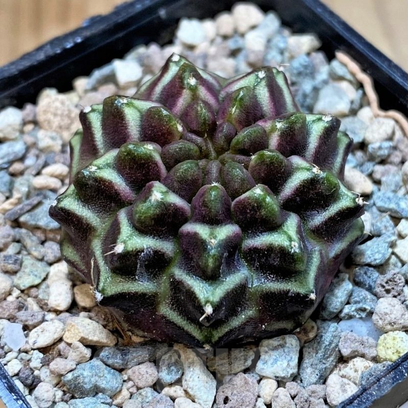 SH23601 Gymnocalycium mihanovichii ‘Day Dream’