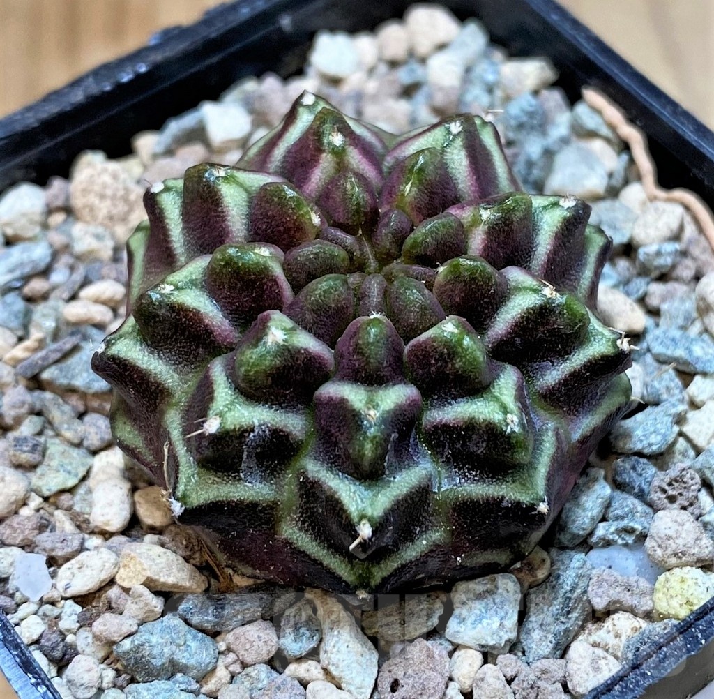 SH23601 Gymnocalycium mihanovichii ‘Day Dream’