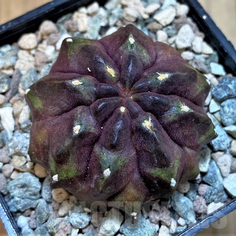 SH23602 Gymnocalycium mihanovichii ‘Chocolate'