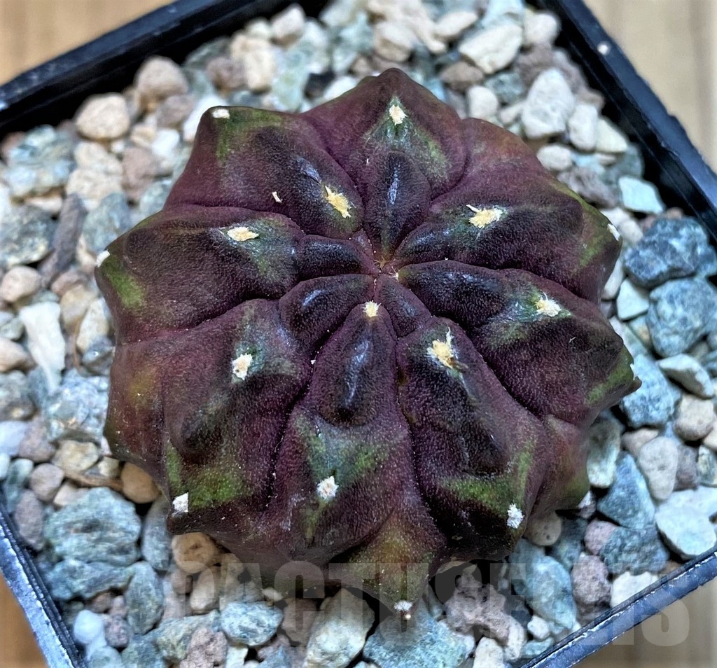 SH23602 Gymnocalycium mihanovichii ‘Chocolate'