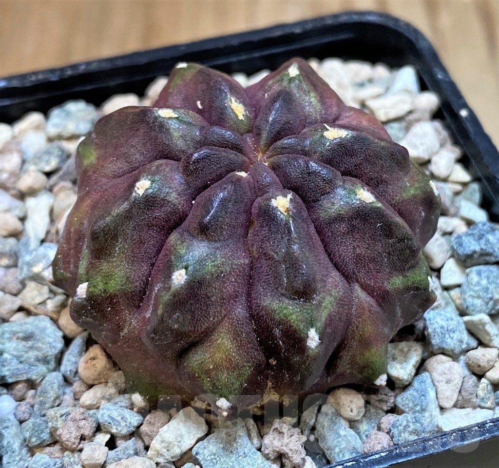 SH23602 Gymnocalycium mihanovichii ‘Chocolate' - Image 2