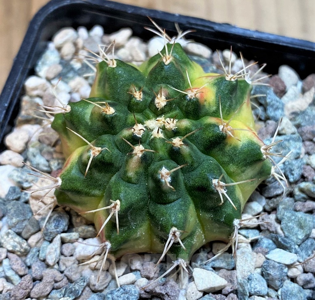 SH23603 Gymnocalycium mihanovichii 'Golden Tiger' - Image 2