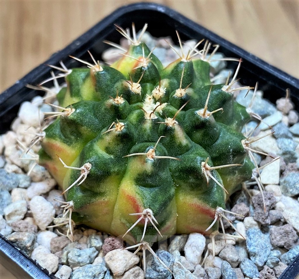 SH23603 Gymnocalycium mihanovichii 'Golden Tiger'