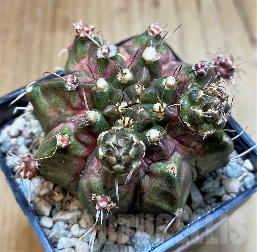 SH23605 Gymnocalycium mihanovichii ‘Goodji' - Image 2