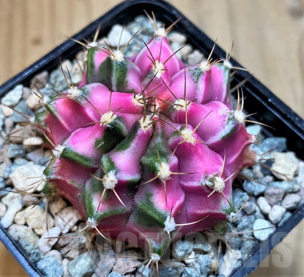 SH23578 Gymnocalycium mihanovichii 'Pink Diamond'