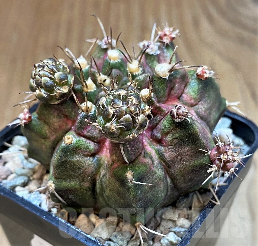 SH23605 Gymnocalycium mihanovichii ‘Goodji' - Image 3