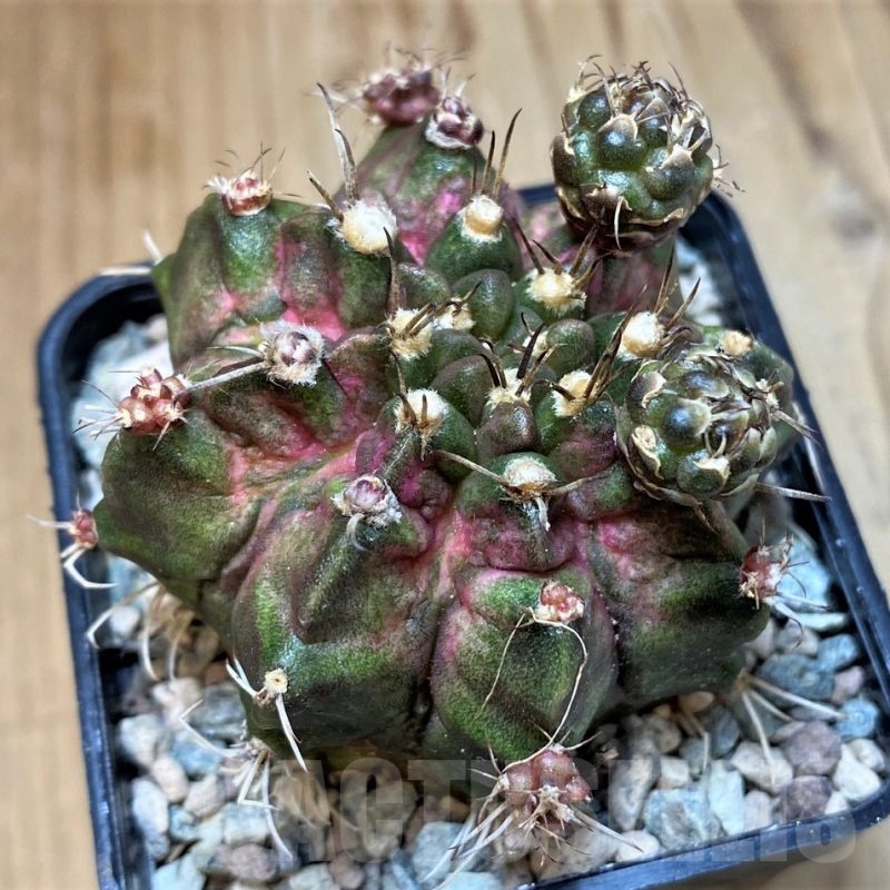 SH23605 Gymnocalycium mihanovichii ‘Goodji'