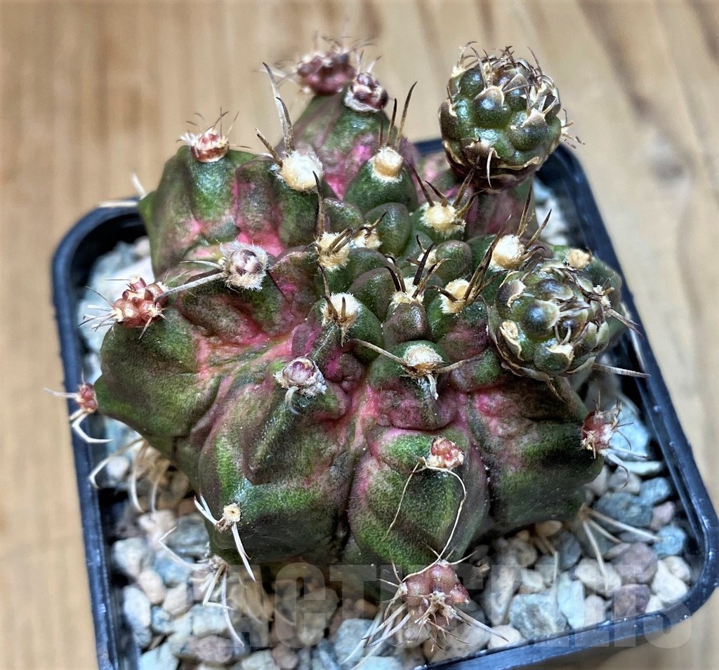 SH23605 Gymnocalycium mihanovichii ‘Goodji'