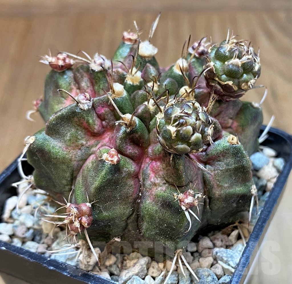 SH23605 Gymnocalycium mihanovichii ‘Goodji' - Image 4