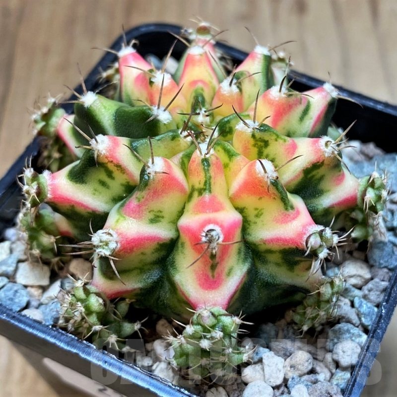 SH23607 Gymnocalycium mihanovichii 'Multicolor'