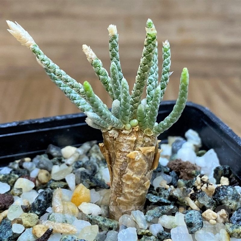 SH23650 Avonia quinaria, pink flower