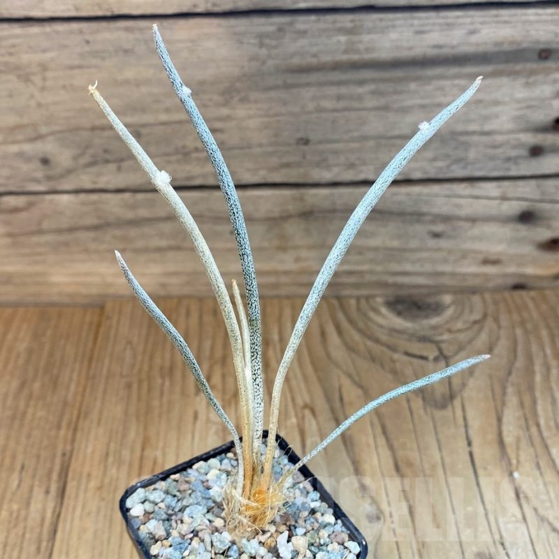 SH23682 Astrophytum caput-medusae