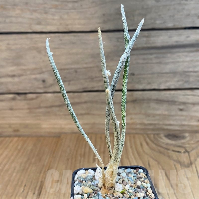 SH23683 Astrophytum caput-medusae