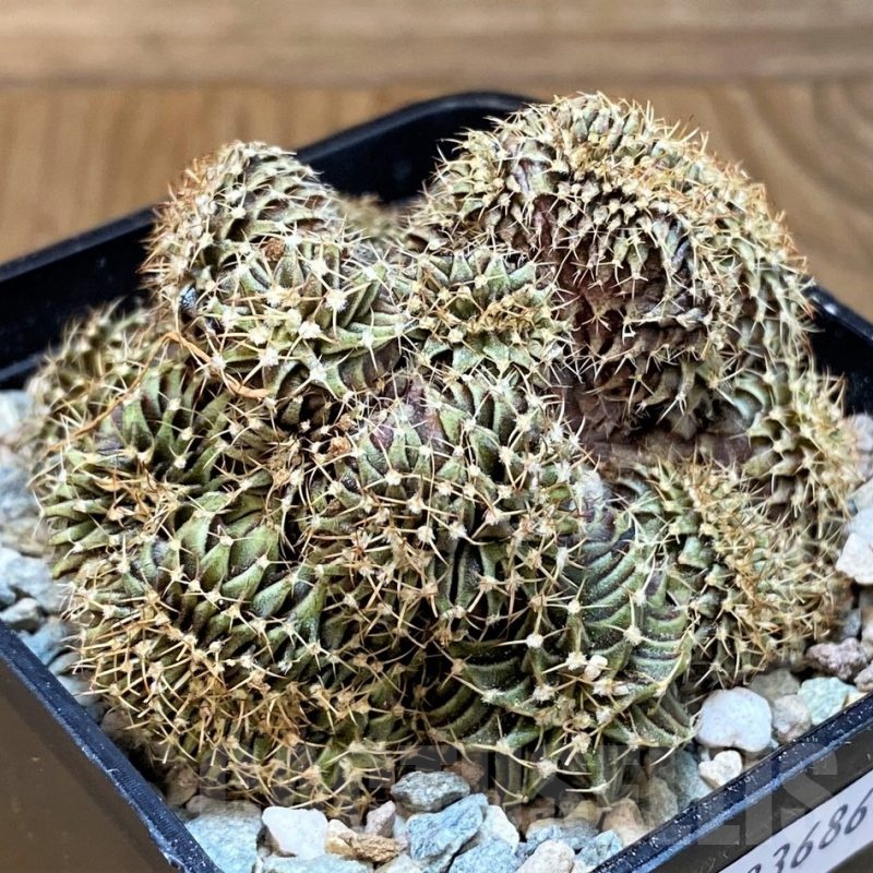 SH23686 Gymnocalycium friedrichii LB f. cristata