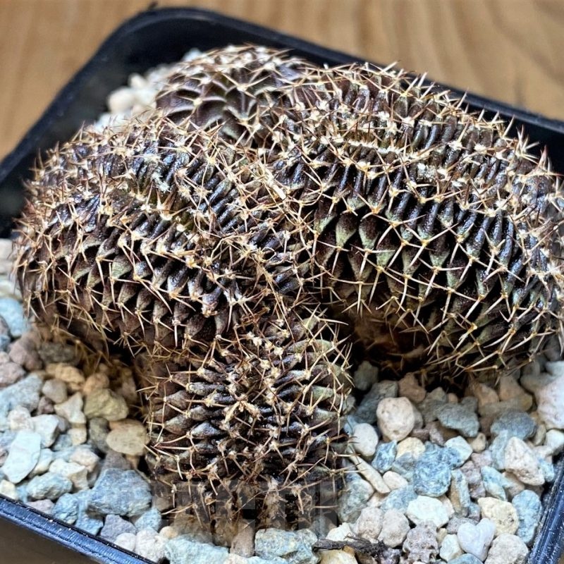 SH23687 Gymnocalycium friedrichii LB f. cristata