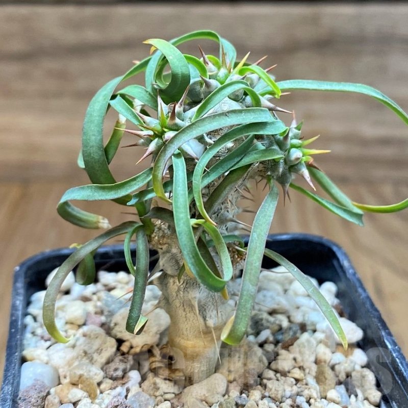 SH23651 Euphorbia gottlebei