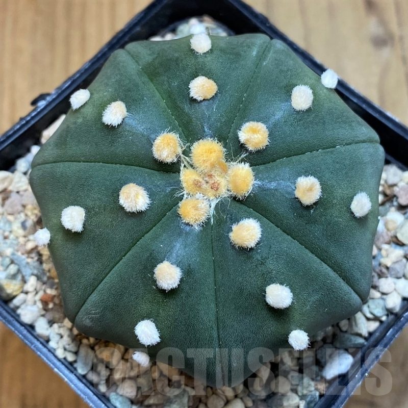 SH23689 Astrophytum asterias 'Akabana'