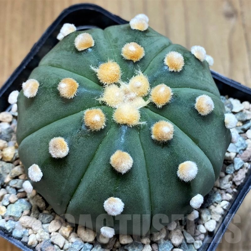 SH23690 Astrophytum asterias f. nudum