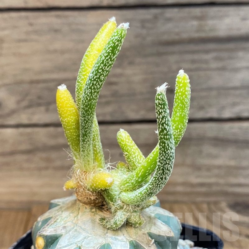 SH23693 Astrophytum caput-medusae f. variegata, grafted