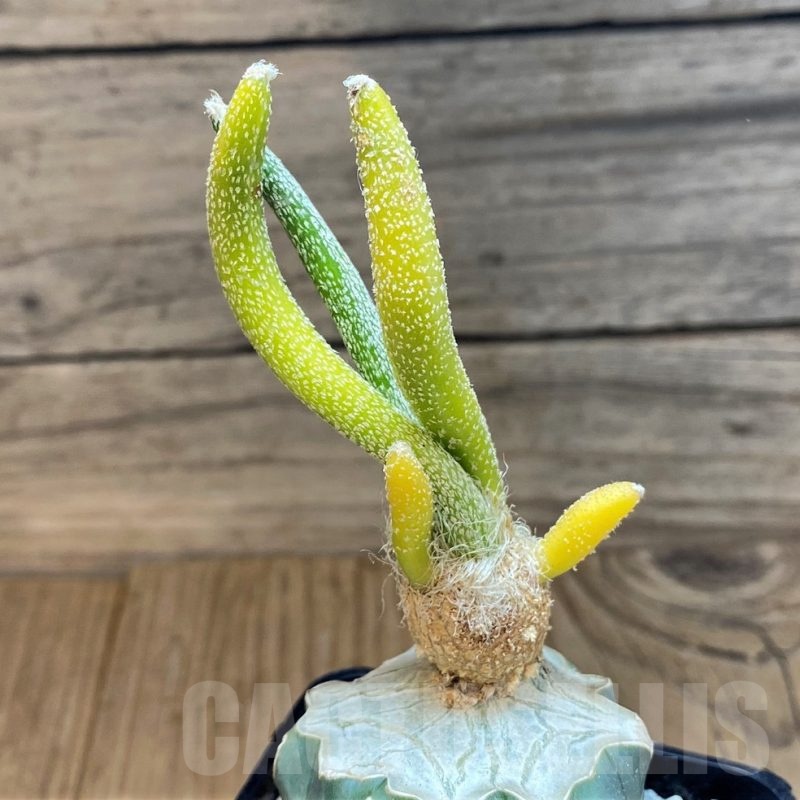 SH23694 Astrophytum caput-medusae f. variegata, grafted