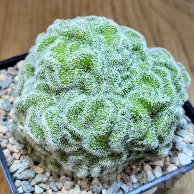 SH23695Mammillaria geminispina f. cristata