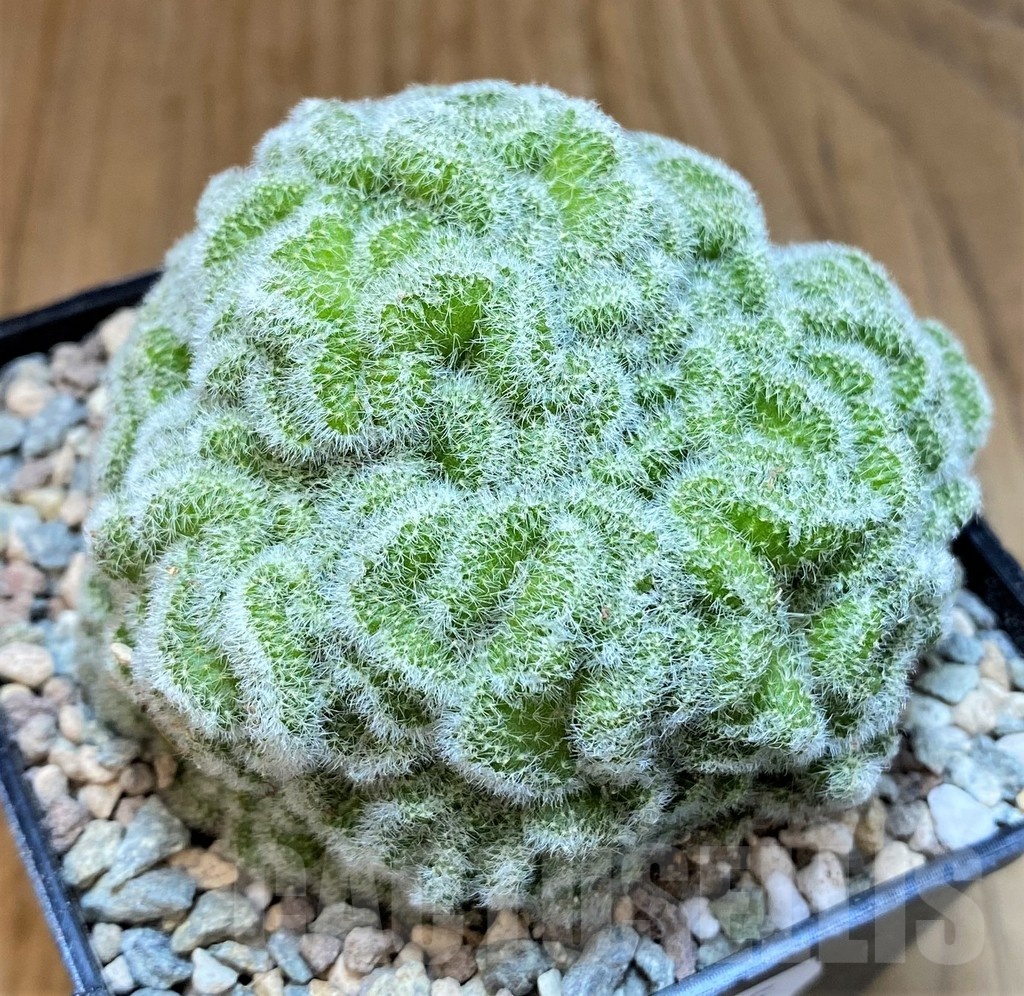 SH23695Mammillaria geminispina f. cristata