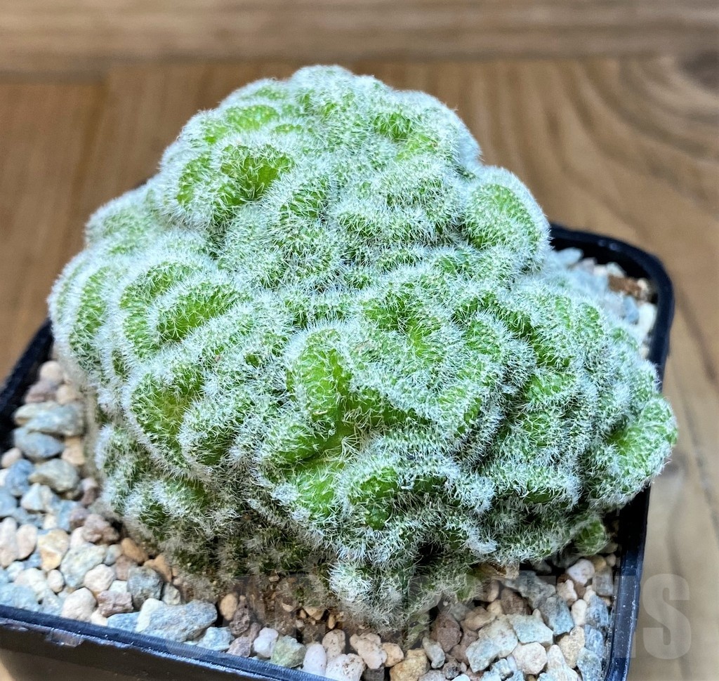 SH23695Mammillaria geminispina f. cristata - Image 2