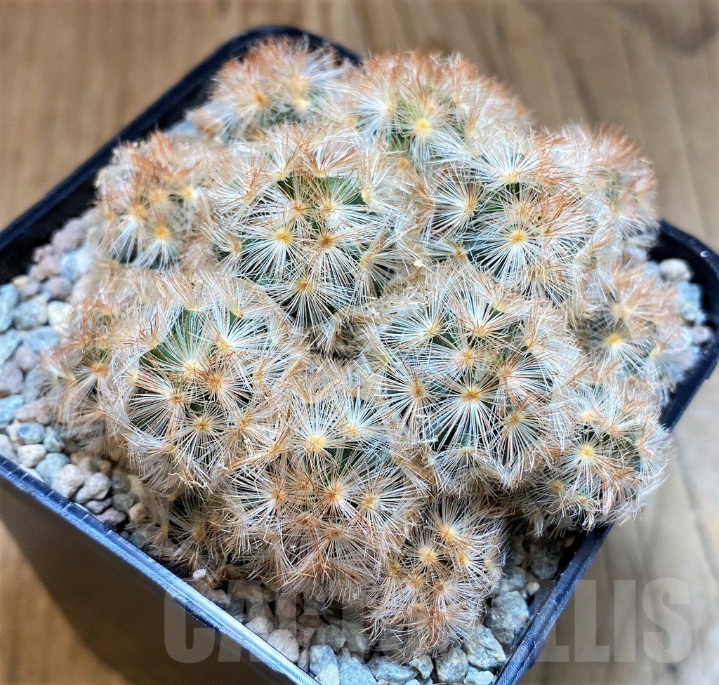 SH23696 Mammillaria carmenae hybrid - Image 2