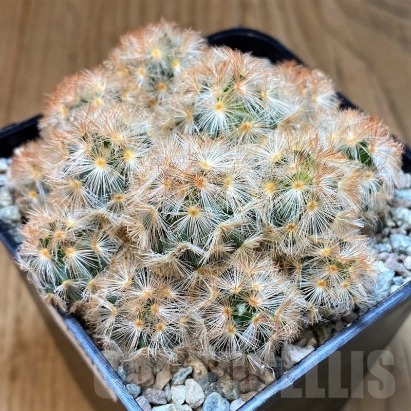 SH23696 Mammillaria carmenae hybrid