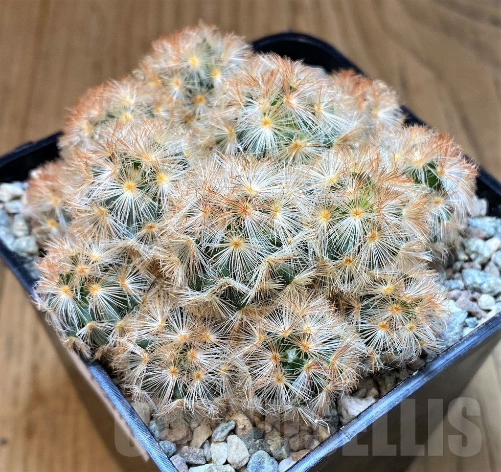 SH23696 Mammillaria carmenae hybrid