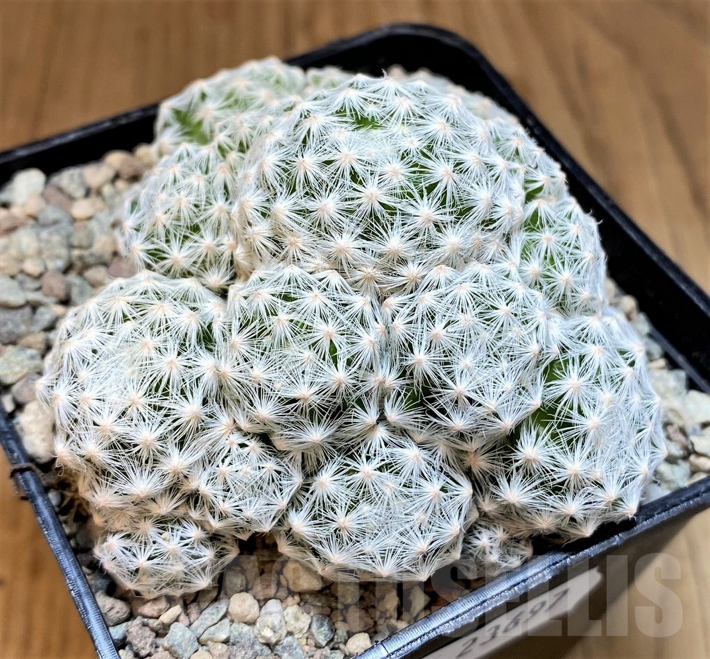 SH23697 Mammillaria humboldtii v. caespitosa - immagine 2