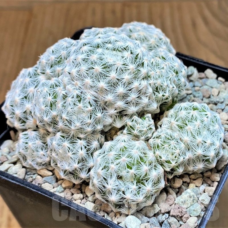 SH23697 Mammillaria humboldtii v. caespitosa