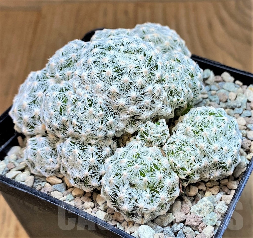 SH23697 Mammillaria humboldtii v. caespitosa