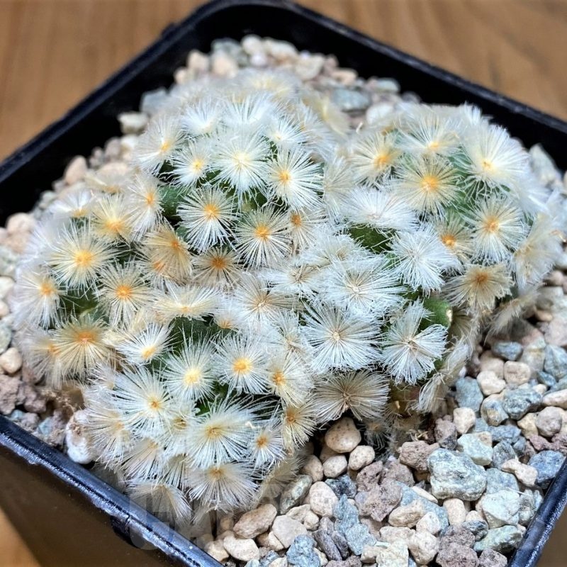 SH23698 Mammillaria carmenae ‘Buddha’ hybrid