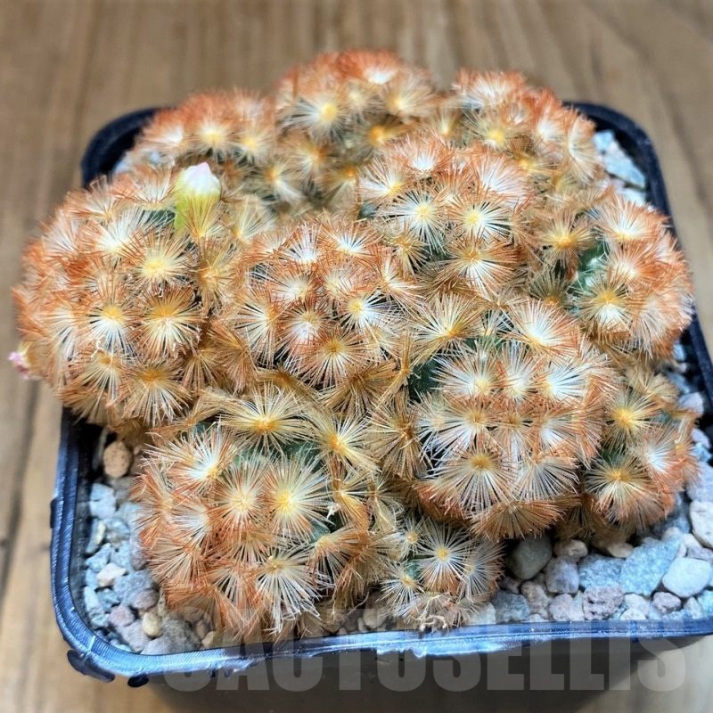 SH23699 Mammillaria carmenae ‘Buddha’ hybrid