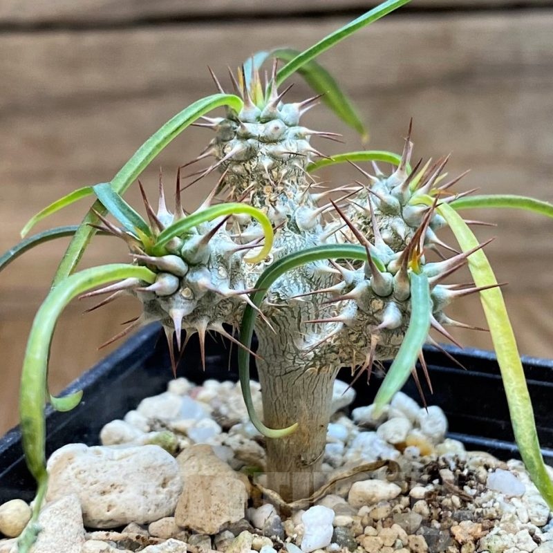 SH23652 Euphorbia gottlebei
