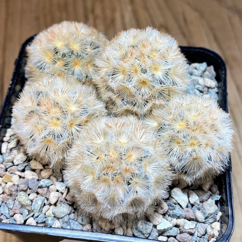 SH23700 Mammillaria carmenae ‘Buddha’ hybrid