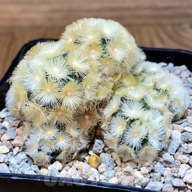 SH23701 Mammillaria carmenae ‘Buddha’ hybrid