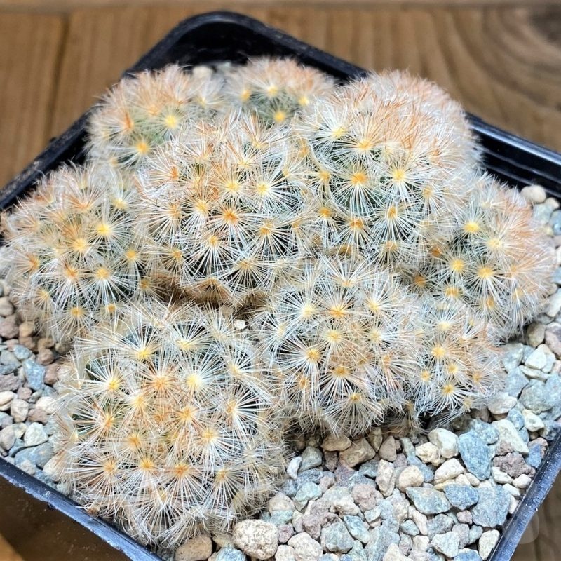 SH23702 Mammillaria carmenae hybrid